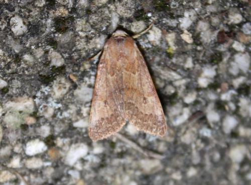 Réf. 193 979 : Agrochola helvola
